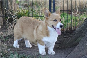 Nora - Corgi, Pembroke Welsh for sale
