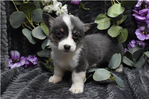 Rolla - puppy for sale