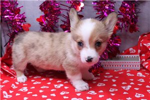 Pheobe - puppy for sale