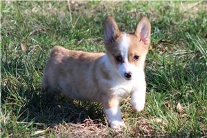 Pheobe - Corgi, Pembroke Welsh for sale