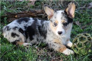Pippa - Corgi, Pembroke Welsh for sale