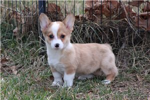 Pheobe - Pembroke Welsh Corgi for sale