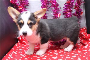 Osiris - Pembroke Welsh Corgi for sale