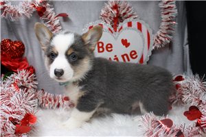 Ollie - puppy for sale