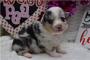 Rococo - puppy for sale