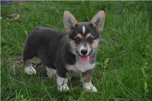 Romero - puppy for sale