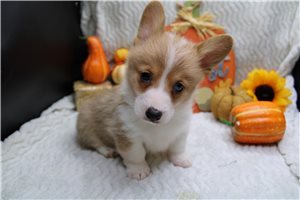 Neville - puppy for sale