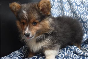 Fluffy Langston - puppy for sale