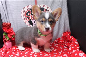 Orlando - puppy for sale