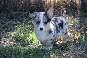 Pippa - Corgi, Pembroke Welsh for sale