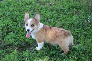 Pheobe - Corgi, Pembroke Welsh for sale