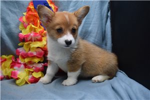 Tyra - puppy for sale