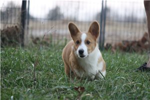 Nathaniel - Corgi, Pembroke Welsh for sale