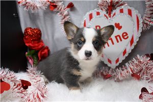 Oakleigh - puppy for sale