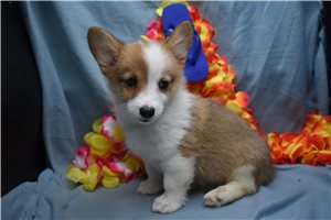 Tasha - puppy for sale