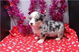 Pippa - puppy for sale