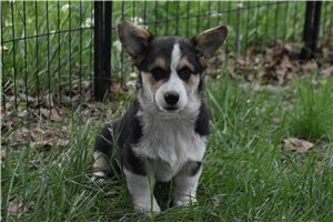 Owen - puppy for sale