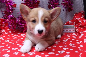 Patterson - puppy for sale