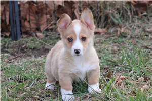 Picasso - Pembroke Welsh Corgi for sale