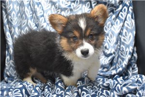 Fluffy Larkin - puppy for sale