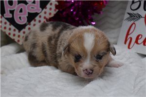 Ron - puppy for sale