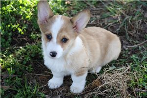 Pheobe - Corgi, Pembroke Welsh for sale