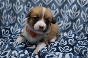 Tessa - puppy for sale