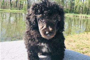 Nathan - Poodle, Toy for sale