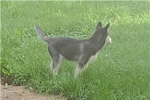 Juneau - Siberian Husky for sale