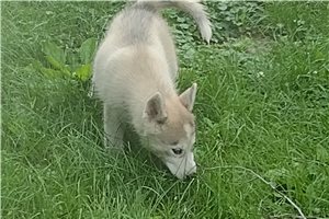 Hubbard - Siberian Husky for sale