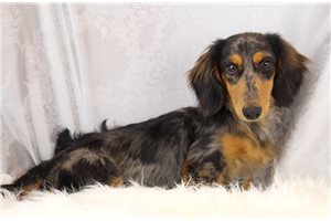 Leonardo - Dachshund, Mini for sale