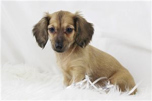 Penne - Mini Dachshund for sale