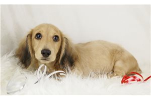 Nielsen - Dachshund, Mini for sale