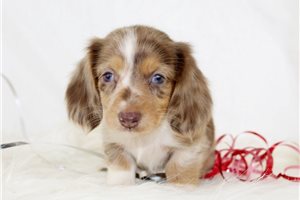 Olympia - puppy for sale