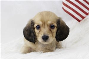 Vincent - puppy for sale