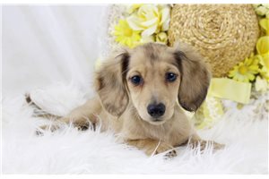 Petunia - Dachshund, Mini for sale