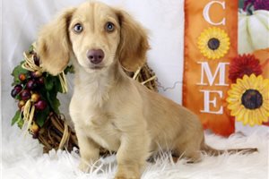 Nigel - puppy for sale