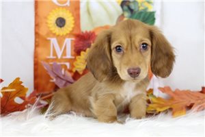 Nate - puppy for sale