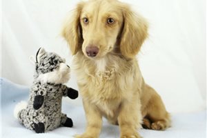 Leroy - Dachshund, Mini for sale