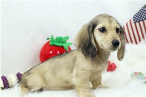 Violet - Dachshund, Mini for sale