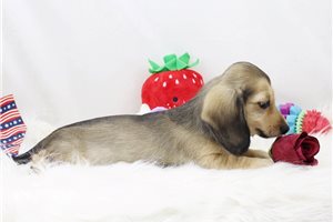 Victor - Dachshund, Mini for sale