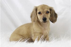 Paisely - Dachshund, Mini for sale