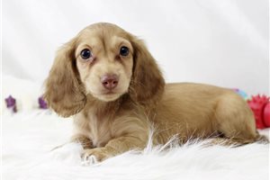 Carmello - Dachshund, Mini for sale