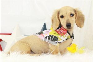 Paisely - Dachshund, Mini for sale