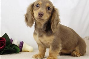 Olivia - Dachshund, Mini for sale