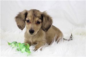 Petunia - Dachshund, Mini for sale