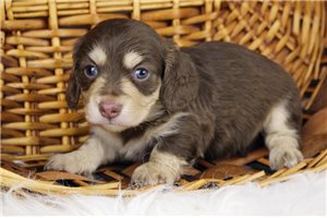 Bentley | Puppies For Sale at Pawrade