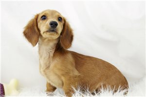 CindyLou - Mini Dachshund for sale