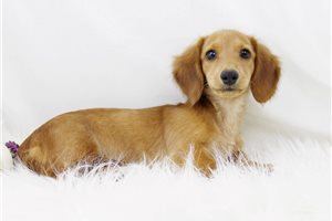 CindyLou - Mini Dachshund for sale