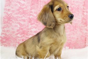 Emery - puppy for sale